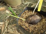 Cocos nucifera var. 'Nok khum' * = Abri pour oiseaux