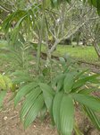 Areca triandra�