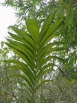 Areca triandra�