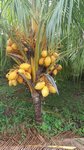 Cocos nucifera var. 'Nalike'
