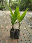 Areca catechu dwarf 'Pichit'