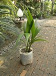 Cocos nucifera dwarf var. green 'Nam hom' � 2 t�tes * = Eau parfum�e 
