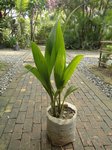 Cocos nucifera dwarf var. green 'Nam hom' � 2 t�tes * = Eau parfum�e 