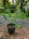 Dypsis sp. Jurassic Park