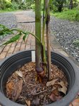 Dypsis sp. Avisonii ?