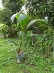 Cocos nucifera 'Saw'  * Forme 3 lobes * Utilis�e pour instrument de musique