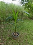 Cocos nucifera � grosses noix  