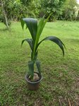 Cocos nucifera � grosses noix  