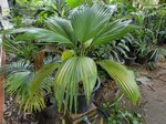 Pritchardia hillebrandii 'blue moon'