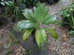 Pritchardia hillebrandii 'blue moon'