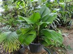 Licuala sallehana 