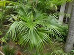 Livistona chinensis variegata 