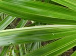 Livistona chinensis variegata 