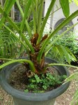 Livistona chinensis variegata 