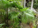 Livistona chinensis variegata 