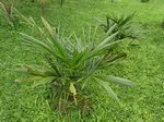 Syagrus schizophylla 'Arikuryroba' 