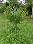 Sabal sp. huge leaf 