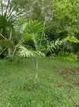 Dypsis sp. � identifier