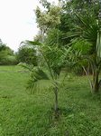 Dypsis sp. � identifier