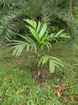 Areca vestiaria x A. guppyana
