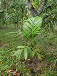 Areca vestiaria x A. guppyana