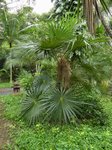 Coccothrinax crinita 