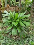 Licuala sp. New Britain