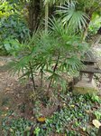 Rhapis multifida 
