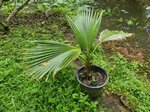 Pritchardia remota  * ex aylmer robinsonii
