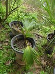 Pritchardia napaliensis�