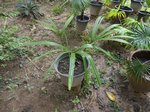 Chuniophoenix hainanensis�