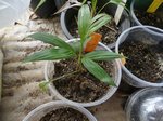 Dypsis interrupta� 
