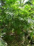 Rhapis multifida 