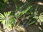 Dypsis sp. bejofa