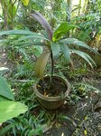 Calyptrocalyx micholitzii 