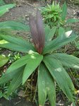 Calyptrocalyx micholitzii 