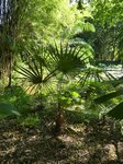 Coccothrinax crinita longs p�tioles