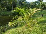 Elaeis guineensis�variegata