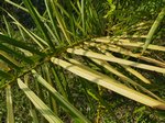 Elaeis guineensis�variegata
