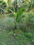 Cocos nucifera var. Hawaiian tall
