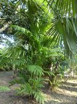 Areca concinna 