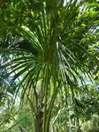 Mauritia flexuosa 