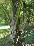 Mauritia flexuosa 