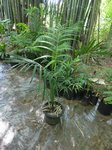 Hemithrinax ekmaniana * ex Thrinax � ekmaniana