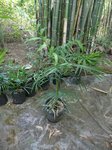 Hemithrinax ekmaniana * ex Thrinax � ekmaniana