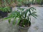 Dypsis robusta�