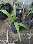 Pritchardia silver � identifier        