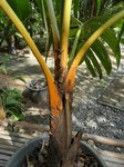 Areca vestiaria 'orange leaf form' solitaire