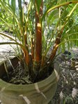 Areca vestiaria 'orange leaf form' clumping