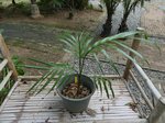 Areca rheophytica